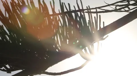 Pine and lens flare Video stock 42703474