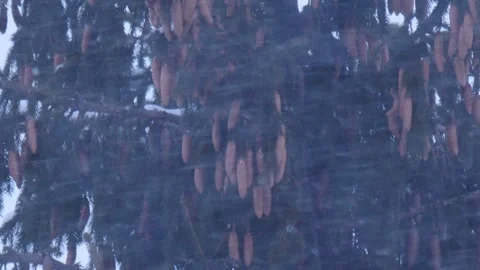 Pine and a lot of cones during the snowstorm in Siberia Stock Footage 269237623