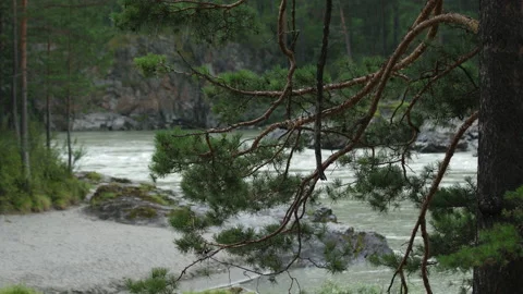 Pine and mountain river Stock Footage 203903339
