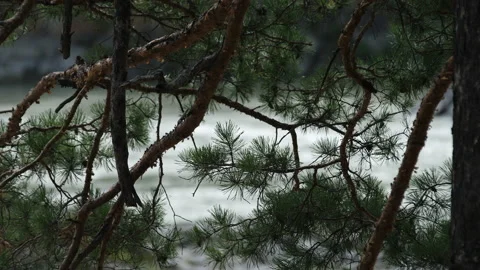 Pine and mountain river Stock Footage 205448578