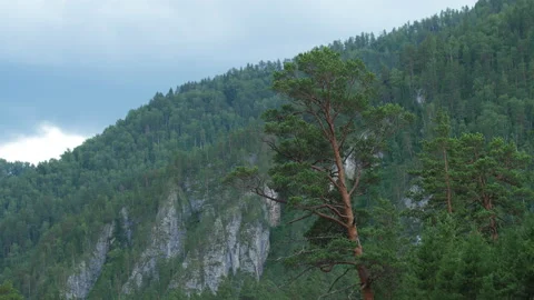 Pine and mountains Stock Footage 203899037