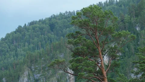 Pine and mountains Stock Footage 204106423