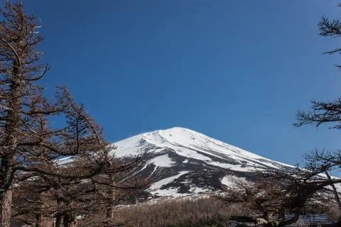 Pine and Mt. Fuji Stockfoto's