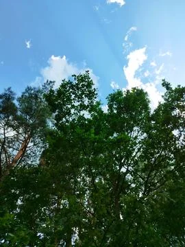 Pine and oaks. 写真素材