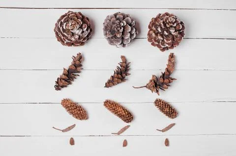 Pine and other type of cones on the white wooden table. Stock Photos