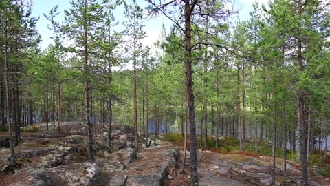 Pine and rocks view in Karelia Stock Footage 238014086