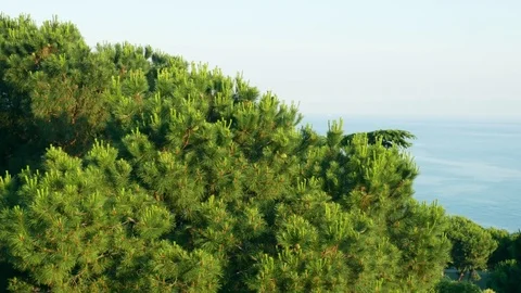 Pine and Sea Stock Footage 84625555