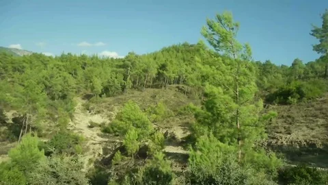 Pine and sky and mountains, shooting in motion Stock Footage 78342354