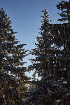 Pine and sky Stock Photos