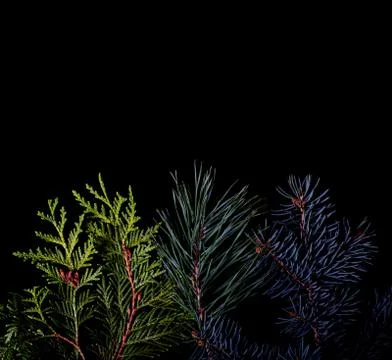 Pine and spruce branches on dark black background Stock Photos