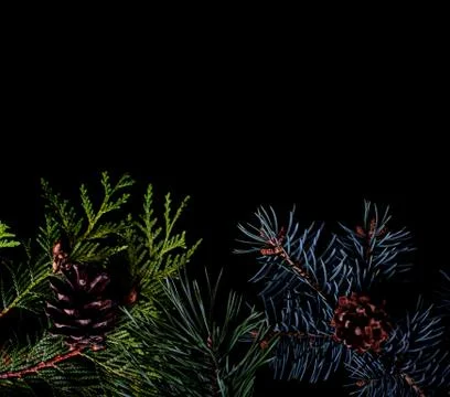 Pine and spruce branches on dark black background Stock Photos