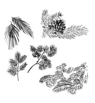 Pine and spruce branches design elements vector sketch set Stock Illustration