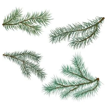 Pine and spruce branches Stock Illustration