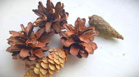 Pine and spruce cones Stock Photos