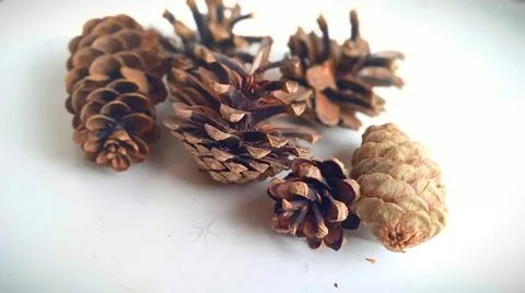Pine and spruce cones Stock Photos