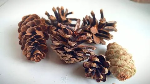 Pine and spruce cones Stock Photos
