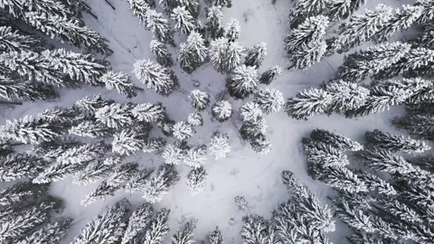 Pine and spruce forest with snow on branches seen from above in Stock Footage 264812080