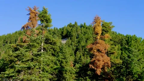 Pine and spruce tree forest in Turkey. Stock Footage 158583501