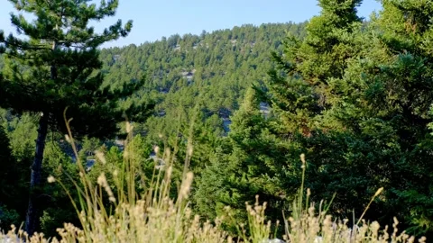 Pine and spruce tree forest Stock Footage 158583509