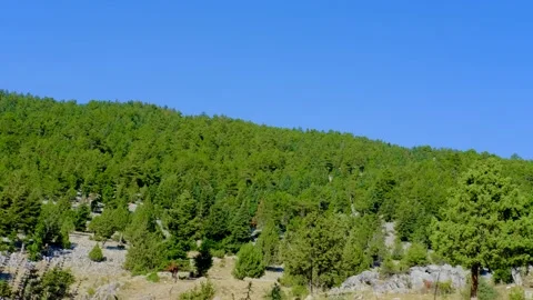 Pine and spruce tree forest in Turkey. Stock Footage 158583594