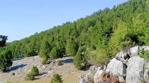 Pine and spruce tree forest Stock Footage 158583627