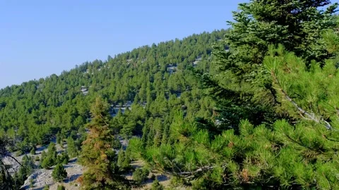 Pine and spruce tree forest Stock Footage 158583635