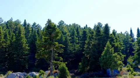 Pine and spruce tree forest Stock Footage 158583699