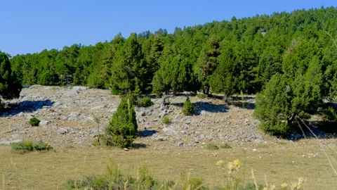 Pine and spruce tree forest Stock Footage 158583702