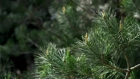 Pine and spruce trees grow in the city park Vídeo Stock 253085628
