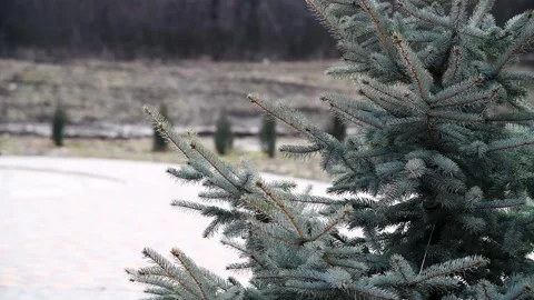 Pine and spruce trees grow in the city park Видео 253086373