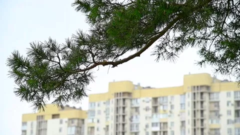 Pine and spruce trees grow in the city park Видео 253666410