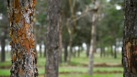 Pine and spruce trees grow in the city park Stock Footage 253666419