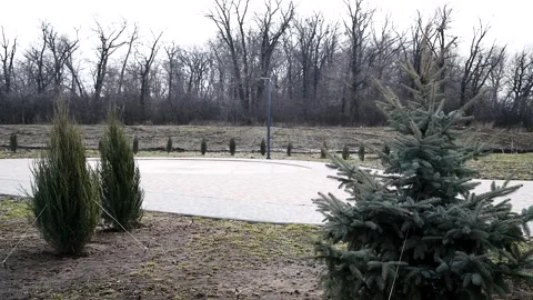 Pine and spruce trees grow in the city park Vídeo Stock 255442687
