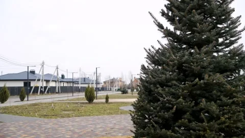 Pine and spruce trees grow in the city park Stock Footage 255442712