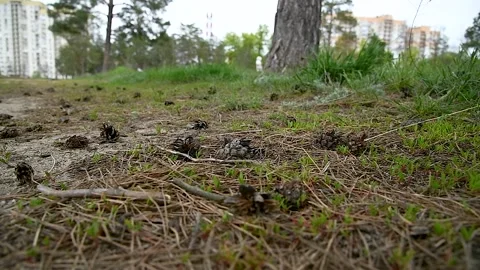 Pine and spruce trees grow in the city park Видео 255443991