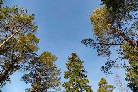 Pine and Spruce Trees Stock Photos