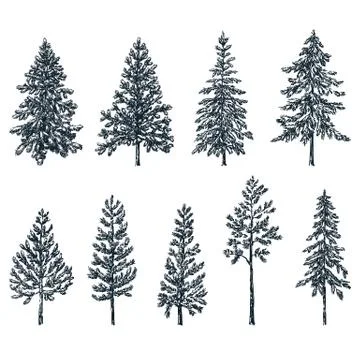 Pine and spruce trees. Vector sketch illustration. Forest and nature hand dra Illustrazione stock