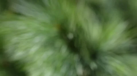 Pine is any conifer tree in the genus Pinus Stock Footage 66058117