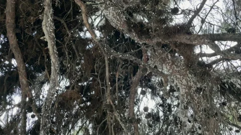 Pine Aphids Panorama Stock Footage 155482182