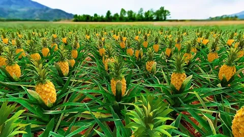 Pine apple field 3D view Stock Footage 322525335