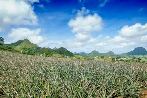 Pine apple field 库存照片