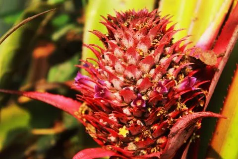 Pine apple in the garden Foto stock