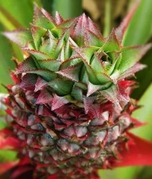 Pine apple Stock Photos