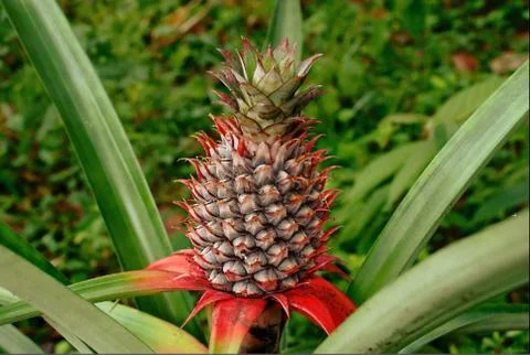 Pine apple Stockfoto's