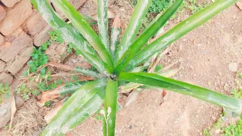 A pine apple tree is growing Stock Photos