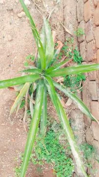 A pine apple tree is growing Stock Photos