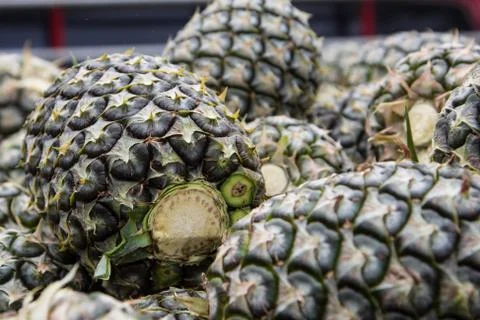 Pine apples Stock Photos