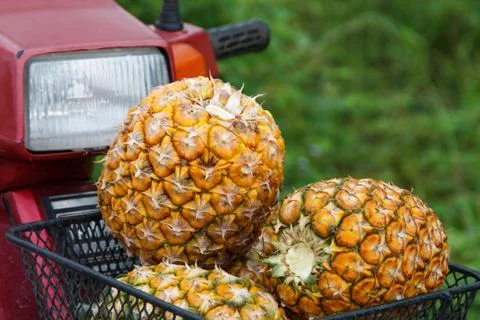 Pine apples Stock Photos