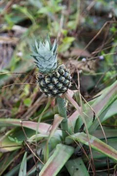Pine apples Stock Photos