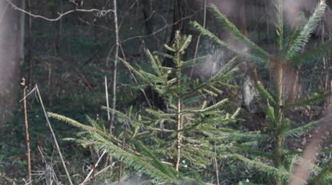 Pine approximation on web spider Video stock 37834910